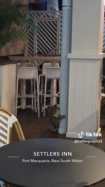 koala in the pub. #koala #nsw #2025 #australia