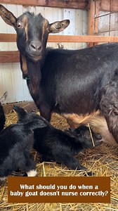 Baby goat nursing troubles? 🤔 Understand why they might need help and how to provide it. From supporting their chin to using a bottle, learn the best ways to ensure they nurse correctly and stay healthy! #babygoats | Thrifty Homesteader