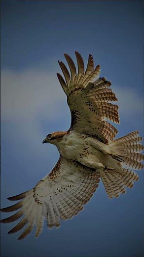 🦅 Red-tailed Hawk Facts showcase soaring raptors hunting prey in nature.#RedTailedHawk