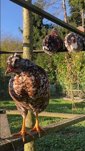 Admire These Beautiful Chickens Up Close 🐓💛