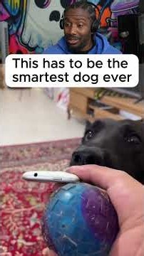 This has to be the smartest dog ever