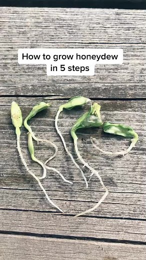 How to Grow Honeydew: 5 Steps Guide for Successful Planting