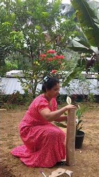 🍃🌞🥰plants#*മറ്റു കരങ്ങളിലേക്ക് *അനുഗ്രഹിച്ച ചെടി 😭✈️യാത്ര..#plants//പോകാൻഇറിങ്ങി9544688906