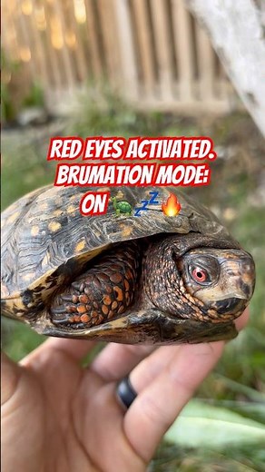 Red-Eyed Box Turtle Activates Brumation Power 🐢🔥❄️