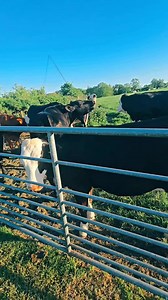 “Spent my afternoon in a field mooing at cows. They mooed back. Pretty sure I’ve peaked.” #cows #mooing | The Opera Guy