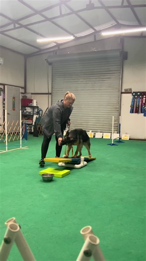 These pups are having a blast in their agility classes sith ys! Message us to find out more! #dogtraining #dogtrainer #dogsoftiktoktiktok #dogtok #positivedogtraining #auroradogtraining #dogsoftiktok #doglove #gooddog #dogagility #dogagilitytraining #dogagilitytrainer