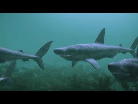 Basking shark group behaviour video