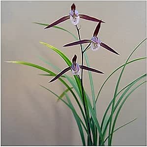 Amazon.com : CYMUS Fragrant Orchid Plant Live Cymbidium Fugui Hong kanran -Bare Root Ship Without Buds 寒兰-富贵红 : Patio, Lawn & Garden