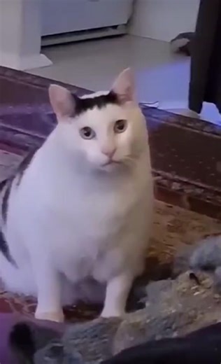 Confusing Cat Daily (Day 3) | Funny Cat Huh Meme Compilation