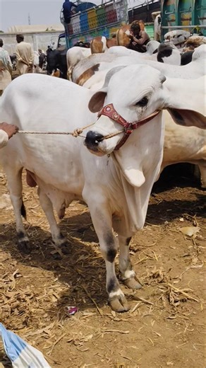 Cow Love 534 #cow #shorts #cowvideos #aicow