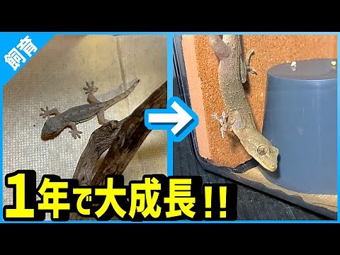 ニホンヤモリを１年間飼育した結果、大人になった！？・・・4:45から１年間の成長がわかります！【飼い方・餌・爬虫類・飼育】