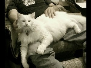 White Maine Coon