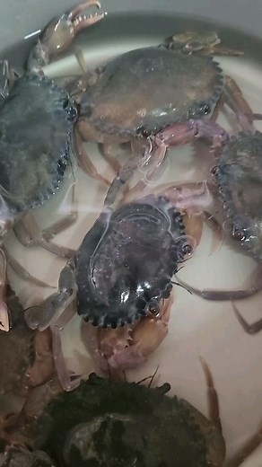 24 reactions | Soft shell crab soft shell crabs! | RAS Aquaculture | Facebook