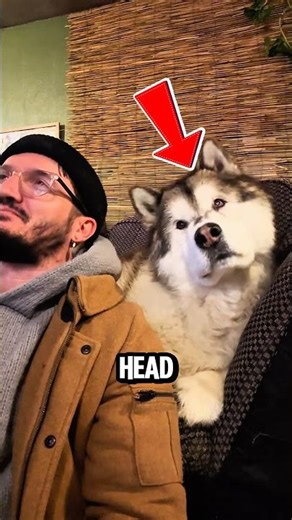 Why Dogs Tilt Their Heads When You Talk?