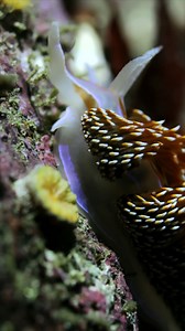 18K views · 518 reactions | Make like a nudibranch and slooow down in our latest installment of Krill Waves Radio!  Settle in with some spectacular sea slugs as they sway to soothing lo-fi beats: https://www.youtube.com/watch?v=FOeQVbL0Dgc The mesmerizing video includes footage of nudibranchs on exhibit at Monterey Bay Aquarium and sightings filmed by divers in the wild.  Can you spot the difference? | Monterey Bay Aquarium | Facebook