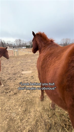 Silly Horses and Their Playful Antics