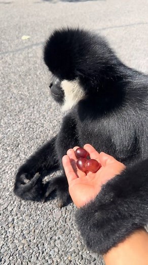 Watch this gibbon gracefully leap from tree to tree, then run with its arms raised high—showcasing its incredible agility and unique arm-to-body ratio. With arms much longer than their bodies, gibbons are perfectly adapted for swinging through forests. Sadly, these fascinating creatures are endangered, reminding us of the urgent need to protect their natural habitats. | Beautiful World