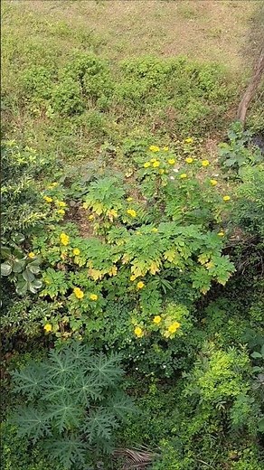 Badam Tree Yellow Daisy Plants @ neighbour house #Video captured from our Terrace #Plants #Trees