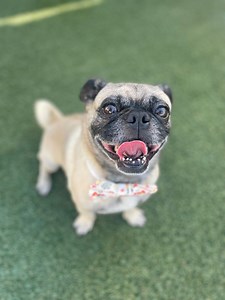 Lightning is a 4 year old male pug who is looking for a new home. He's a little spitfire and is in search of an active companion or family. He is a bit alpha so if you have a mellow dog or no dog in your home, it would be the best fit. We do offer Trial Adoptions so you can test him out if you have a dog. Read his bio and apply through this link: https://www.pugnationla.org/adoptable-pugs/lightning/ | Pug Nation Rescue of Los Angeles