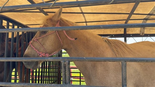 3rd Trailer 6 Horses intercepted from auction | Cost $2,700.000 Today is our big rescue mission buyout day. We’re saving as many horses as we can. Donations are needed and appreciated to make these large rescue missions possible, we’re expecting around 40 horses, maybe even 50, to come in through the buyout program today, intercepting them auction/slaughter. Your support is absolutely vital as we change lives for all of these precious horses. 🔸Donate: https://horseplus.org/donate/ 🔸Our New Web