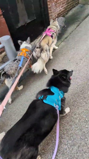 Pack Walk in the City #greatdane #husky #walking #dogs