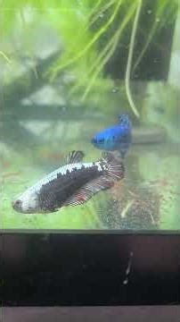 Alien breeding time. cross with female Samurai.