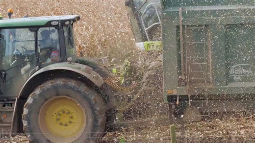 From Field to Feed: Harvesting Maize on Duchy Land in Cornwall, UK