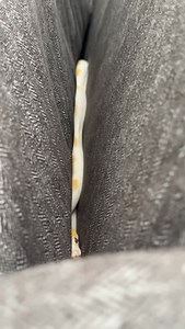 Sunflower the albino pied retic. Do you guys think can get her used to me touching her face? Join the exclusive on instagram, Facebook or Patreon to see exclusive videos or early access to videos. #retic #reticulatedpythonsofinstagram #reticulatedpython #piedretic #pied #python #pythons #pythonsofinstagram #snake #snakes #snakesofinstagram #snek #reptile #reptiles #reptilelover #reptilekeeper #reptilesofinstagram #instagram #tiktok #daily #pet #pets #animal #animals #cute #funny #viral #shorts #