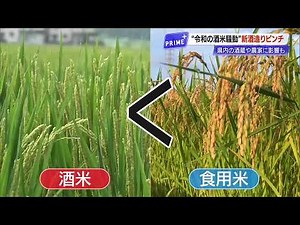 This year's sake brewing in jeopardy: Sake rice shortage caused by the Reiwa rice crisis, some br...