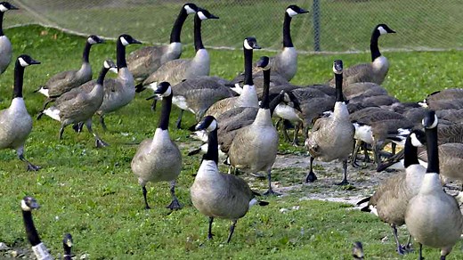 Canada Goose: From Endangered Species to Pests