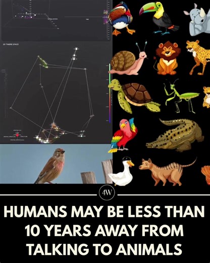 Scientists and technologists are speculating that within the next decade, humans could be able to communicate with animals using advanced decoding systems and brain computer interfaces. Researchers are already mapping animal vocalizations, body language, and neural signals using AI models trained to detect patterns humans can’t perceive. When paired with BCIs, the idea is not just understanding animals but potentially sending signals back translating intent, emotion, or simple commands across sp