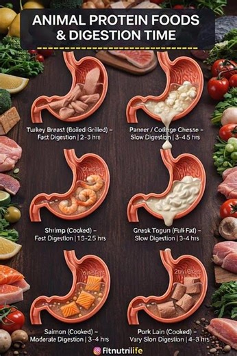 Animal Protein Digestion Time Explained 🥩 | Fast vs Slow Digesting Foods (Full Guide)#healthyeating