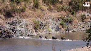 Gnus cross river during dramatic Great Migration in Mara