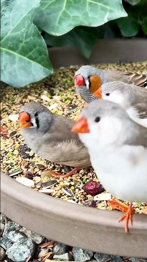 Jumbo Mutation Zebra Finches in mix bird aviary