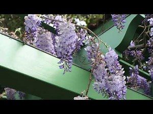 Plant Facts - Wisteria