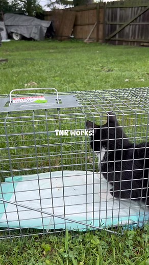 Feline Community Network on Reels
