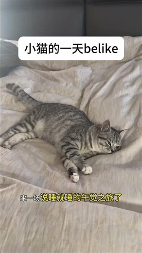 Kitten's Odd Sleep Positions Challenge: Discover the Cutest Sleeping Habits