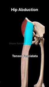 Hip Abduction | Muscle Movement | Anatomy | 3d animation #animation #anatomy