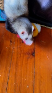 Dook Dook Dook Miss Thora she is so so cute 🥰🥰 | Dook Nook Animal Sanctuary