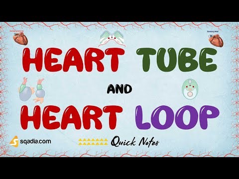 Heart Tube and Heart Loop | Structure of Heart | Medical Genetics