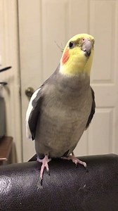 Hey good morning friends!!! Time to squeak! 😜😝🐤😘😘😘 | Peanut and Friends