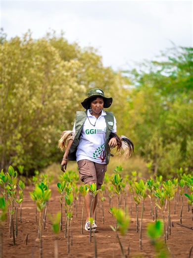 Elizabeth Wathuti, O.G.W 🇰🇪 on Instagram: "It is incredible to see the mangroves we planted a year ago now thriving, with a 99 percent survival rate. This success reflects a restoration model that we use at the Green Generation Initiative (@ggi_kenya ) which works by placing communities at the center as stewards of restored sites and supporting them with livelihood opportunities directly linked to conservation. When communities protect and manage these mangroves, they also earn an income, crea
