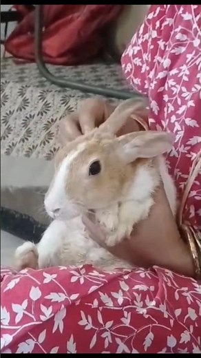 Unbelievable Bunny Massage Reaction! 🐰✨#shorts #trending #rabbit #viralvideo #ytshorts