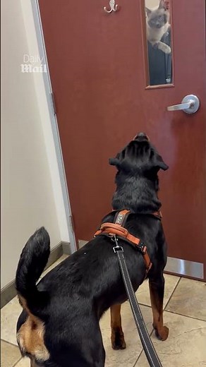 Helpful cat distracts dog with fear of needles