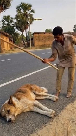 Dog Gang ne Mujhe Seekh Dedi! Last Part Crazy Hai 😂🐕 #Viral #Shorts #DogAttack