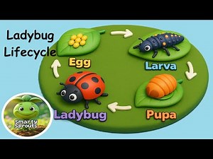 Ladybug Lifecycle | Nursery Rhyme