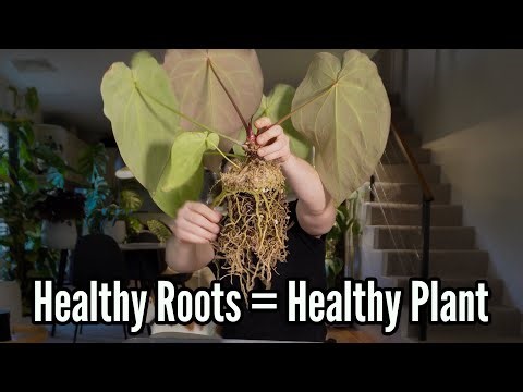 Tips to Repot Anthuriums successfully (includes 3 month results)