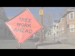 Tree Trimming Around Power Lines