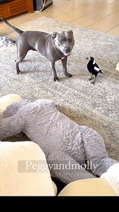 Hey Ruby , want to play with me ? Hang on there Molly I got a whiff of something & I’m a dog so I can’t ignore it , I’m in detective mode . Oh come on Ruby let’s play . You can sniff later . Sorry Molly my nose is calling . Maybe the hooman Reece or Peggy will play with me . | Peggy and Molly