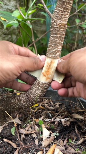 474K views · 3.3K reactions | Results of air layering of ficus microcarpa in 17 days #bonsai #bonsaitree #fblifestyle | Nuri Hadiyanto | Facebook